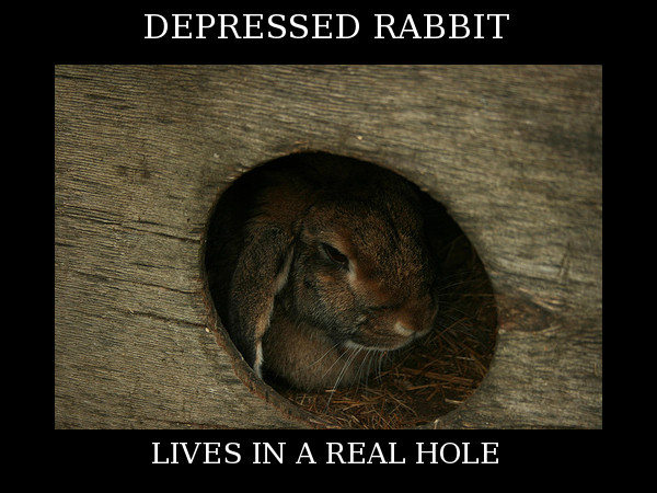 Depressed Rabbit