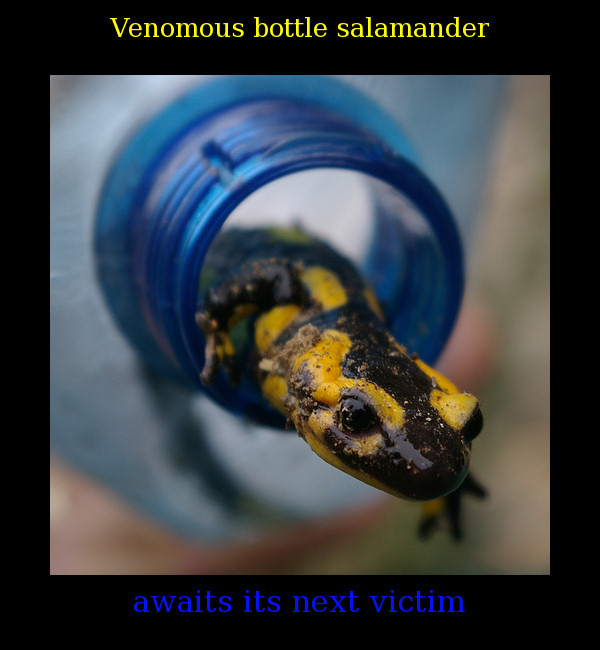venomous