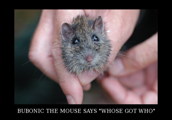 Bubonic mouse