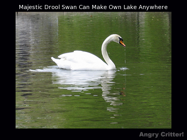Drool Swan