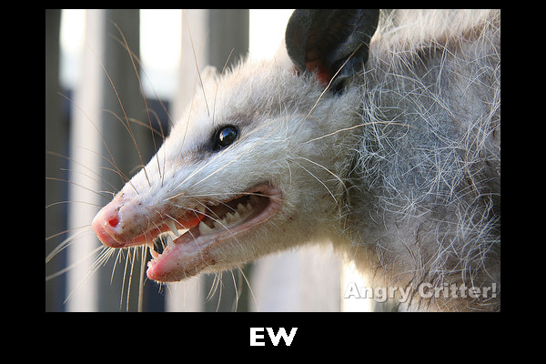 GROSS POSSUM