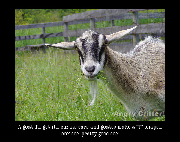 Goat T