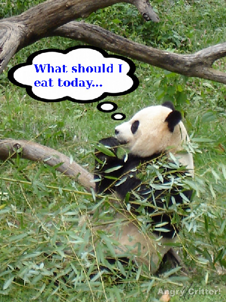 Ponder Panda