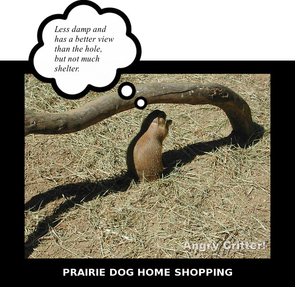 Prairie dog HOUSE