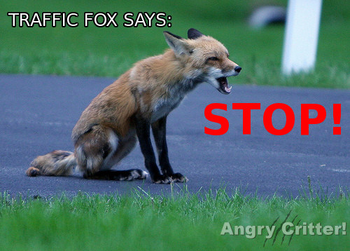 TRAFFIC FOX