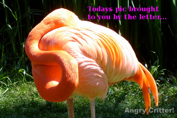 Todays bird
