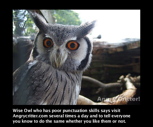 Wise Owl