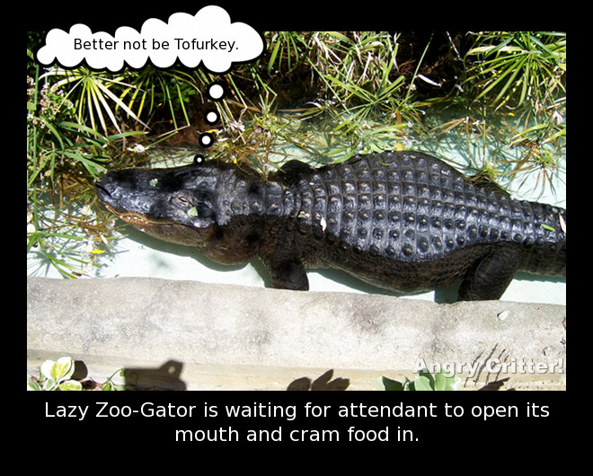Zoo Gator