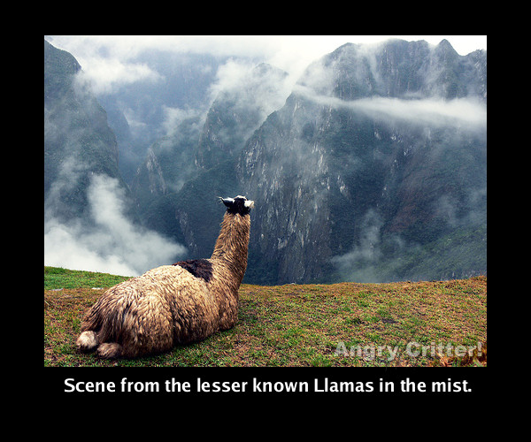 llamas in the mist