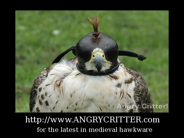 middle age hawk