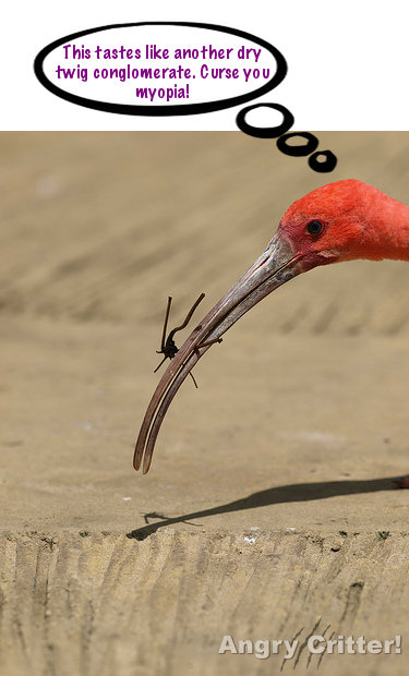 Bird beak myopia