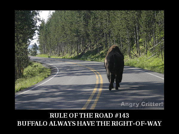 Buffalo ROAD RULE