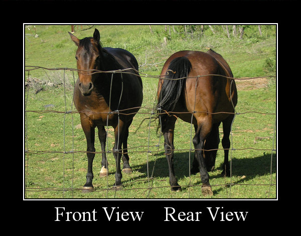 Horses FrontBack