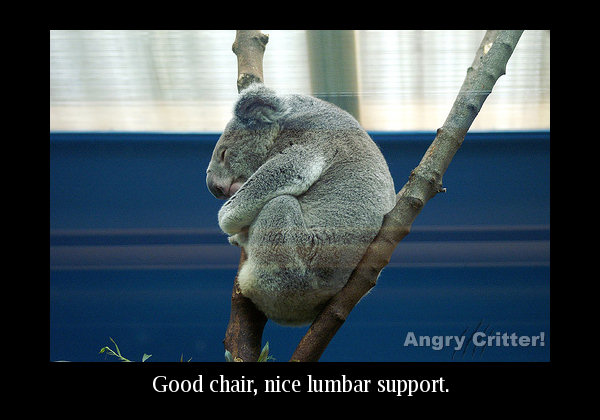 Koala chair