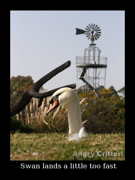 Land Swan