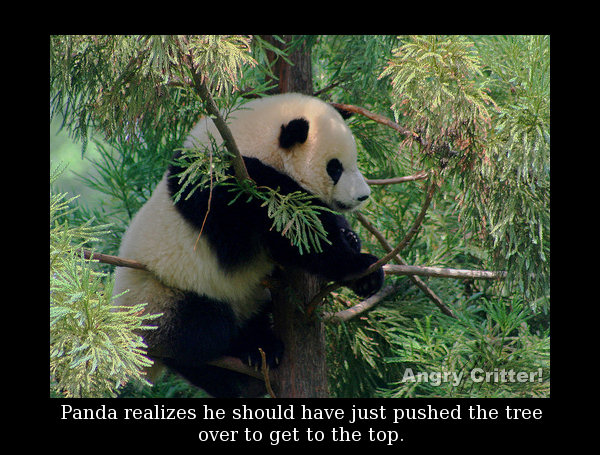 Panda in tree