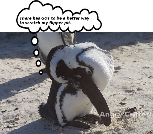 Penguin scratch