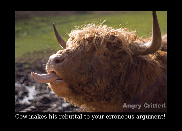 cow argue