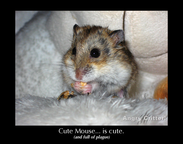 cute mouse cute