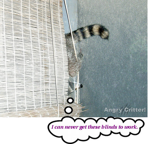 raccoon blinds work