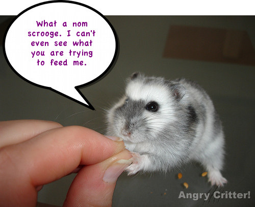 Hamster scrooge