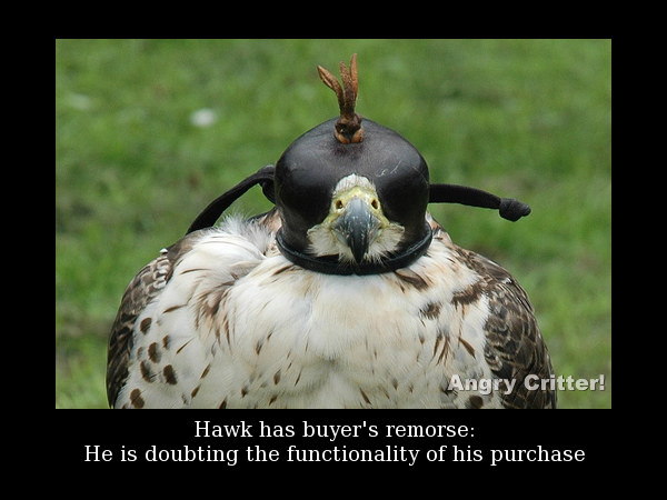 Helmet Hawk purchase