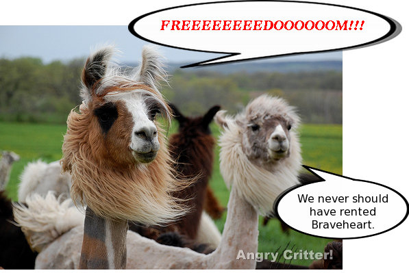 alpacas freedom