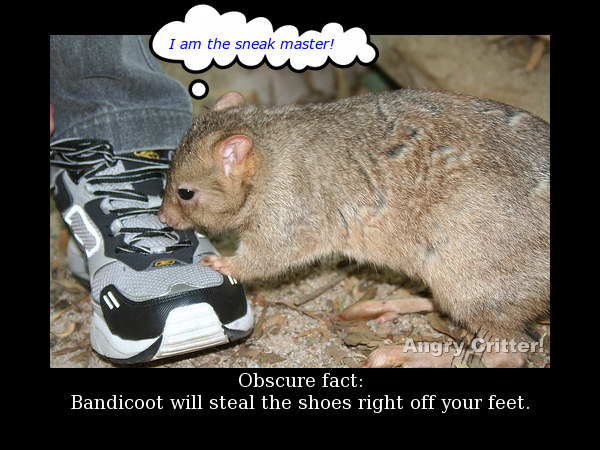 bandicoot steal shoe