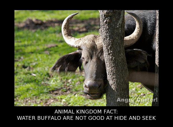 buffalo HIDE AND SEEK