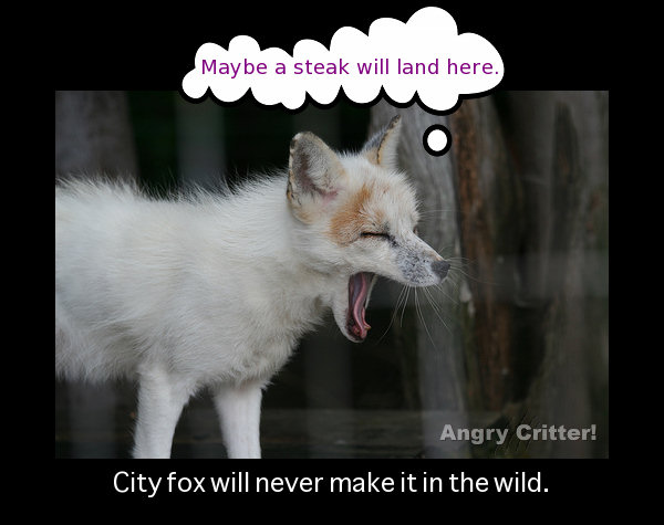 city fox