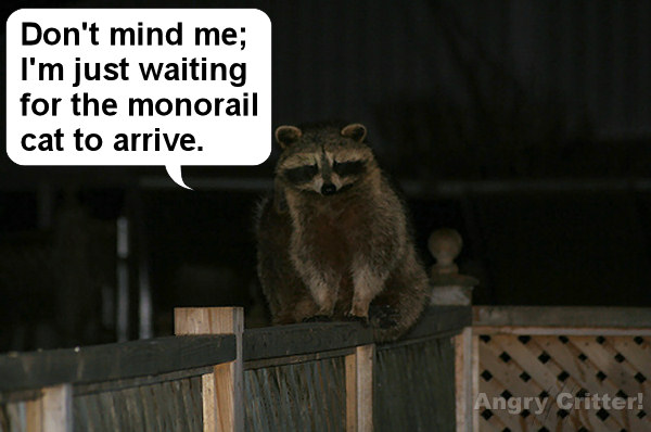 monorail raccoon