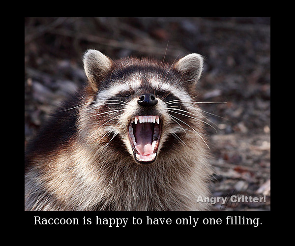 mouth coon filling