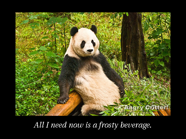 panda pose beverage