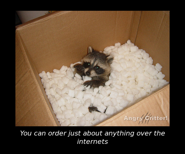 raccoon box internets