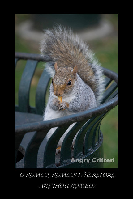 squirrel balcony