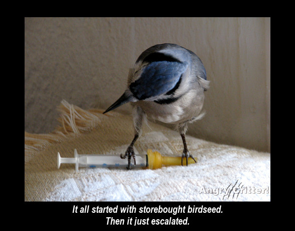 BIRD MED addict