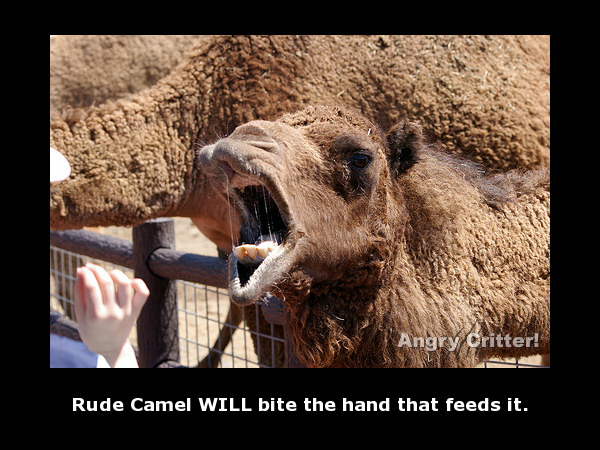 Camel Mouth rude