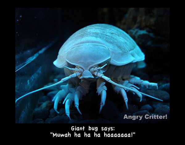 Giant isopod ha ha