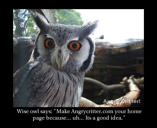 Owl homepage