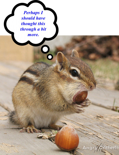 chipmunk nut