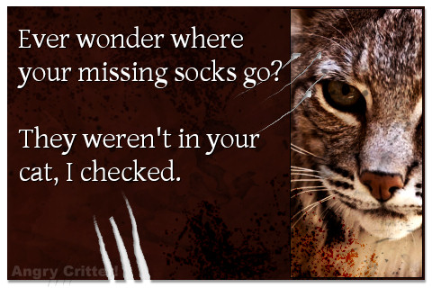 Bobcat helps you look for your missing socks.