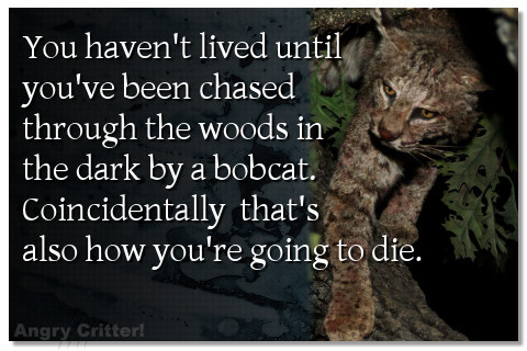 You haven't lived until you've been chased through the woods in the dark by a bobcat. Coincidentally, that's also how you're going to die.